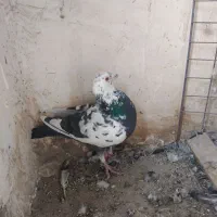 نر سوسکی سیاه|پرنده|بیرجند, |دیوار