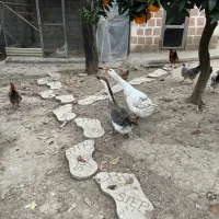 غاز سفید و رشتی