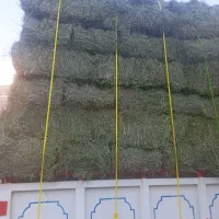 فروش بیده