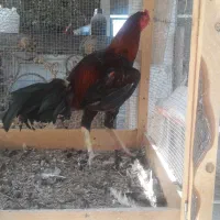 خروس لاری