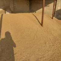فروش گندم سارنگ درجه یک
