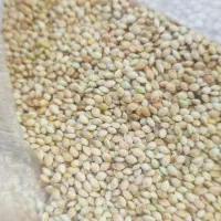 ارزن درشت جیرفت کیسه ای