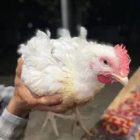 فروش مرغ ماشینی