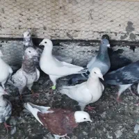 حراج کبوتر یاهو وپرشی