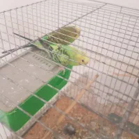 مرغ عشق|پرنده|شوشتر, |دیوار