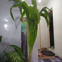 فروش گل ذرتی