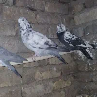 کفتر|پرنده|مهریز, |دیوار