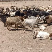 بز و کهره و میش و بره