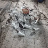 اکبوتر