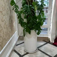 گل برگ انجر