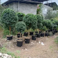 تولیدی گل و گیاه (فضای سبز)|خدمات باغبانی و درختکاری|تنکابن, |دیوار