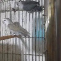 طوطی کوتوله رنگ خاص زینتی|پرنده|تبریز, |دیوار