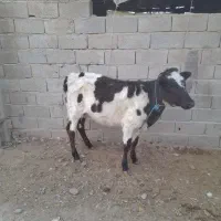 تلیسه گاوگوساله ماده|حیوانات مزرعه|گنبد کاووس, |دیوار