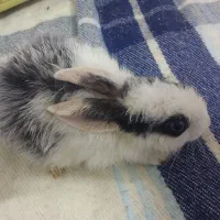 خرگوش|موش و خرگوش|ماهان, |دیوار