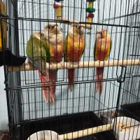 گرینچیک همراه با جوجه