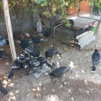 ۲۰ عدد بوقلمون
