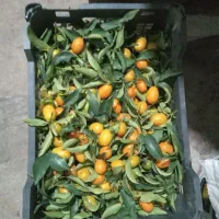 پرتقال کامکوات