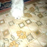 واگذاری شیتزوفلت