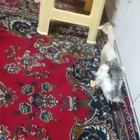جوجه اردک