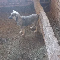 توله سگ سرابی|سگ|مرند, |دیوار