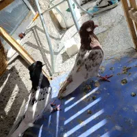 کبوتر کله سیاه