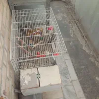 مرغ وخروس|پرنده|مشهد, شهرک صنعتی توس|دیوار
