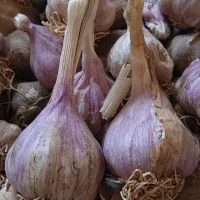 سیر محلی درشت