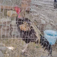 مرغ و خروس و لاری به قیمت مناسب