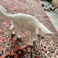 گربه گمشده جواداباد کرج|گربه|کرج, شهرک یاس جنوبی|دیوار