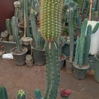 کاکتوس و گل و گیاه طبیعی|گل و گیاه طبیعی|تهران, شهید فکوری|دیوار