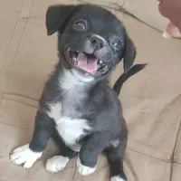 واگذاری سگ پاکوتاه|سگ|خفر, |دیوار