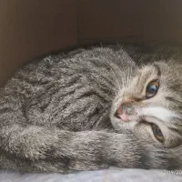 واگذاری گربه|گربه|قم, بنیاد|دیوار