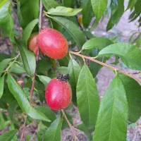 باغ مرکبات و سیاه ریشه