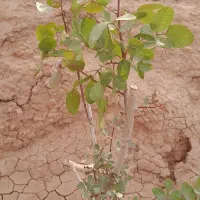 فروش باغ پسته