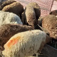 بره ماده داشتی  و گوشتی