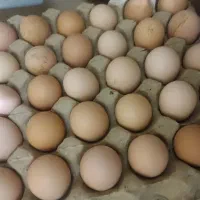 تخم مرغ محلی گلپایگانی