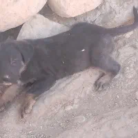 سگ نگهبان دوبرمن|سگ|کوهمره, |دیوار