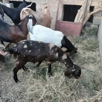 شیر بز تازه