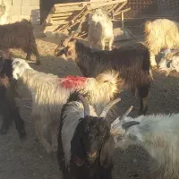 کهره چاق میش چاق بز چاق بره|حیوانات مزرعه|مرودشت, علیآباد|دیوار