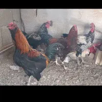 خروس و بوقلمون