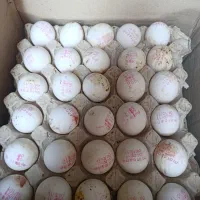 تخم مرغ وزن. 10 کیلو کودی|خوردنی و آشامیدنی|بهارستان, |دیوار