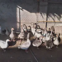 همه قازا بزرگ و بالغ هستن