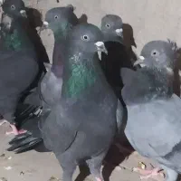 هشت کبوتر بوشهر ی ملاقی و پرشی|پرنده|خورموج, |دیوار