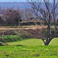 سرمایه گذاری(زمین ۶۰۰متری) اقساط۱۲ماهه