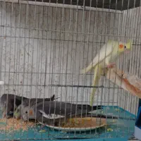 جوجه عروس هلندی