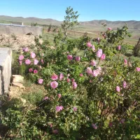 نو-باغ