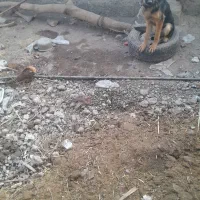 معاوضه ژرمن