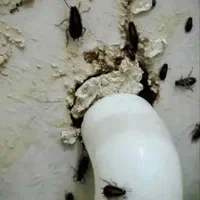 (شرکت سمپاشی تضمینی با32سال سابقه سم پاشی)|خدمات نظافت|زاهدان, |دیوار