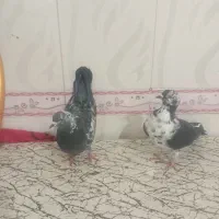 جفت سوسگی دواتا|پرنده|اردبیل, |دیوار