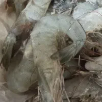 فروش میگوی منجمد|عمدهفروشی|بوشهر, |دیوار